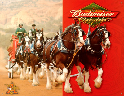 The Budweiser horses are back this year for Superbowl XLV