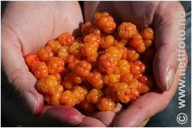 Cloudberry Plaquebiere Chicouté Cloudberry, known in french as or "Chicouté" or "Plaquebiere"